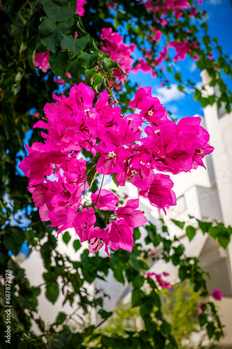 An enchanting image capturing the vibrant beauty of a lush and flowering Bougainvillea plant in a striking shade of pink, aptly named Temple Fire. Gardening, landscaping, vibrant floral displays.
