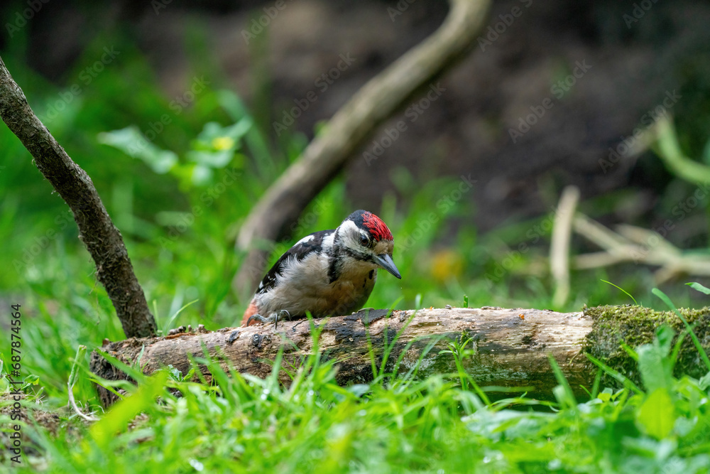 A woodpecker searches for insects on a tree trunk. Red feathers, green natural background in the forest. Happy animal, one animal.