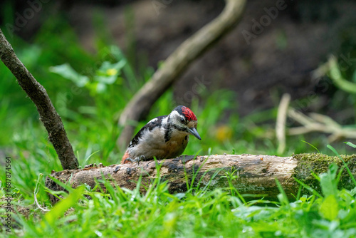 Obraz na płótnie A woodpecker searches for insects on a tree trunk. Red feathers, green natural background in the forest. Happy animal, one animal. w salonie