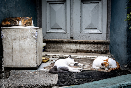 Three cats sleeping