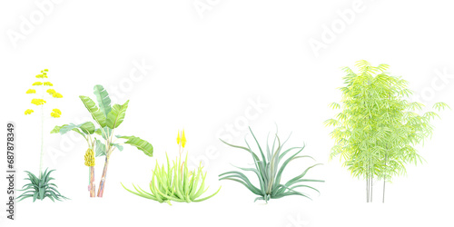3d rendering of Agave americana,Aloevera,Agave vilmoriniana,Phyllostachys aurea,Musa acuminata trees on transparent background photo