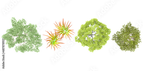 Imperata,Uglans nigra,Magnolia virginiana,Loblolly pine trees from the top view isolated white background photo