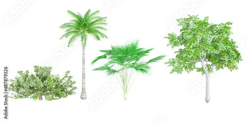 Lonicera pileata,Lodoicea maldivica,Cocos nucifera,Citrus limon trees and shrubs in summer isolated on white background. Forestscape. High quality clipping mask. Forest and green foliage photo