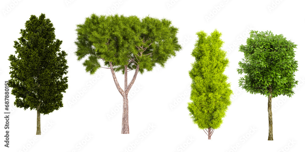 Staphyella pinnata,Moroccan cypress,Poplar,Cottonwood Trees isolated on white background, tropical trees isolated used for architecture