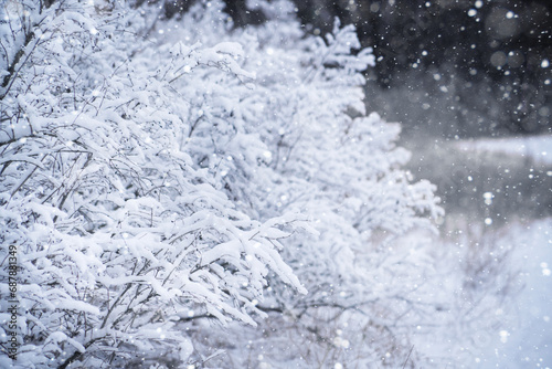 Snow-covered branches of bushes capture winter's serene beauty © scharfsinn86
