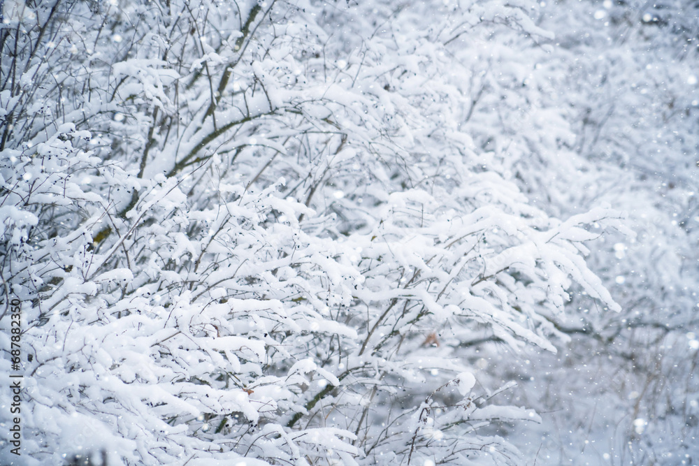 Snow-covered branches of bushes capture winter's serene beauty Snow-covered branches of bushes capture winter's serene beauty