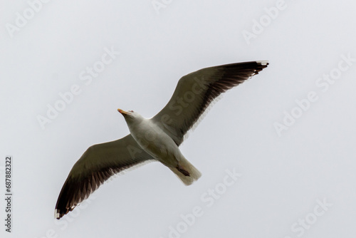 seagull flying in the sky