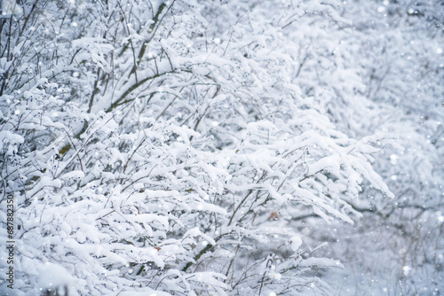 Snow-covered branches of bushes capture winter s serene beauty