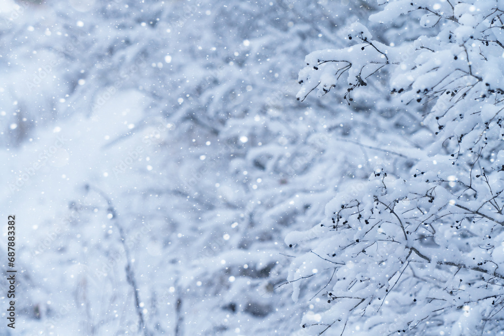 Snow-covered branches of bushes capture winter's serene beauty