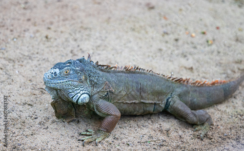 iguana in the park