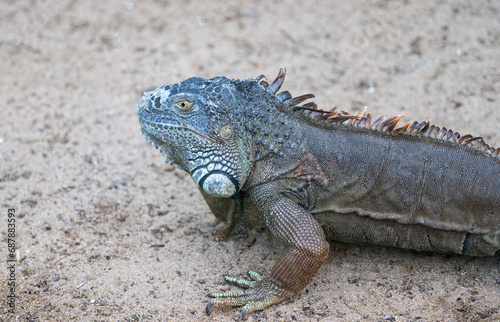 iguana in the park