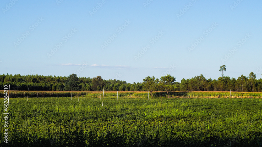 Paysages du sud-ouest de la France, montrant des champs de maïs avec des arroseurs agricoles