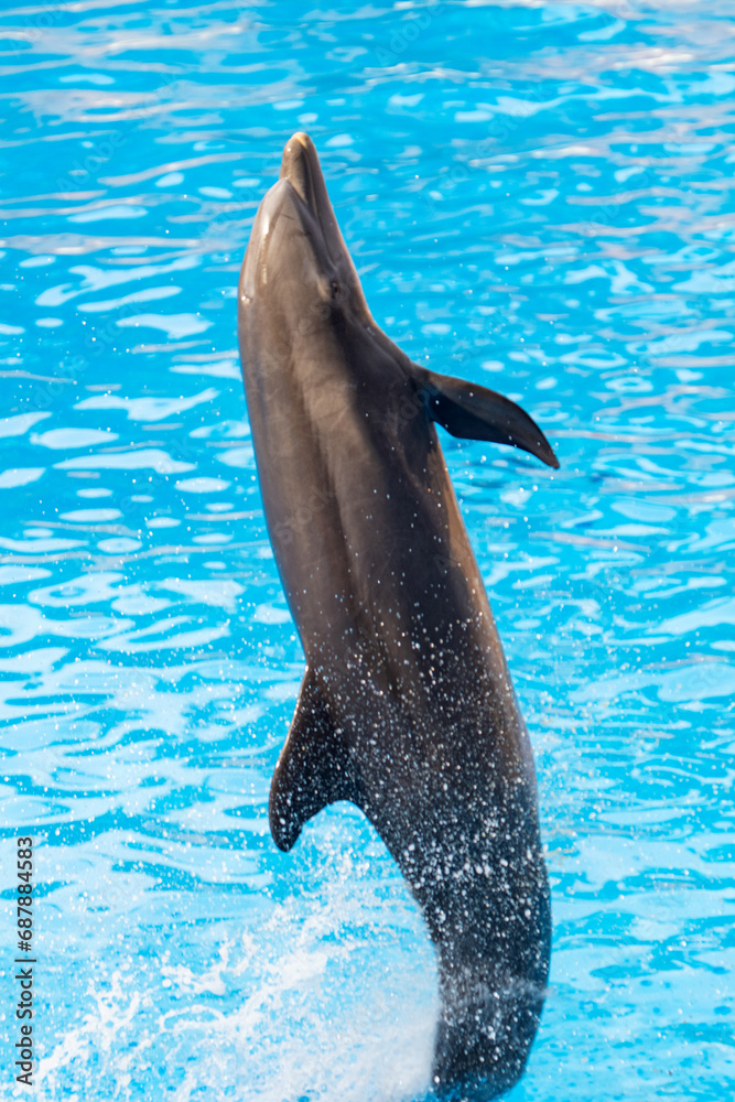 Obraz premium dolphins in the park