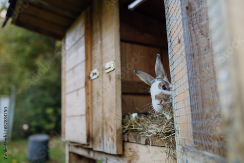Vászonkép Fluffy pet rabbit, bunny, watching from wooden rabbit hutch, cage in the garden