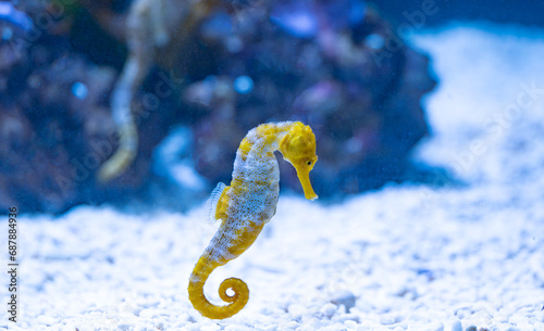 seahorse swimming i