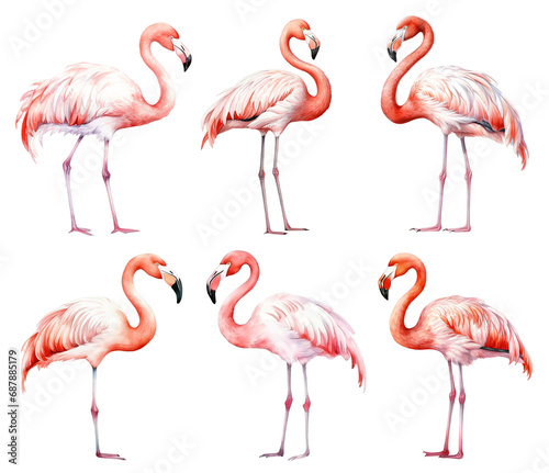 Watercolor flamingos isolated on transparent background. 