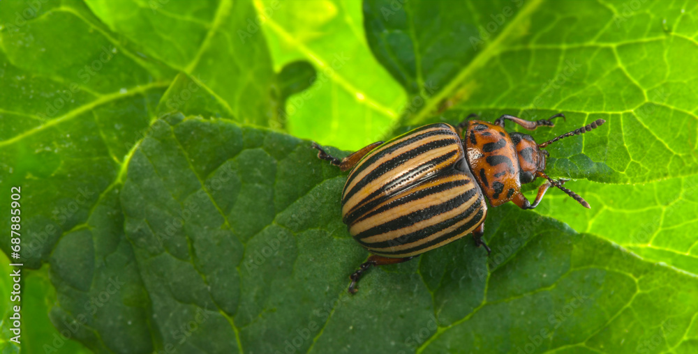 The Colorado potato beetle (Leptinotarsa decemlineata) -  pest of potatoes and tomatoes - obrazy, fototapety, plakaty 