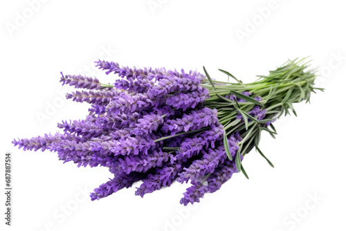 Lavender Serenade  Nature s Symphony in a Fragrant Palette isolated on transparent background