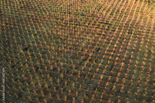 Cottonwood tree nursery plantation from drone pov, aerial shot of young small tress growing