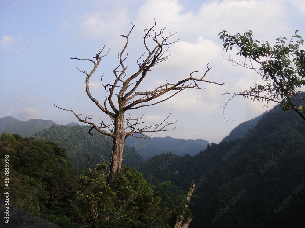 Obraz premium tree in the mountains