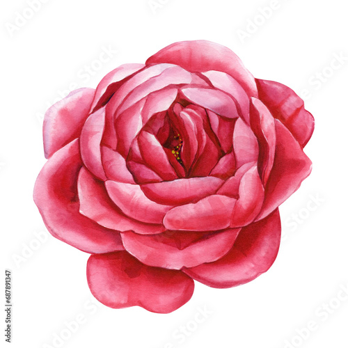 Blush Rose flower watercolor on isolated white background, Botanical watercolor illustration, floral design element © Hanna