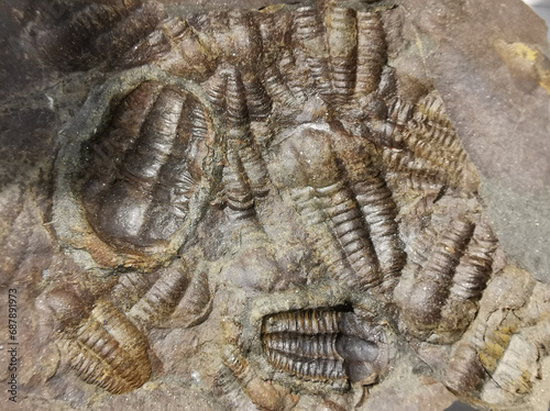 very nice trilobite collection