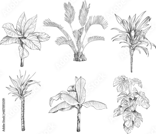 Collection of hand drawn tropical palm trees and plants sketch illustration isolated on white background.