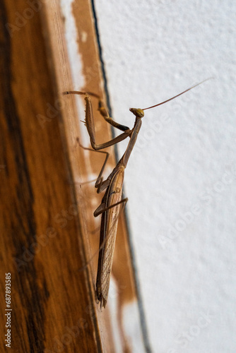 Praying mantis, insect on a door frame, Mallorca, Spain