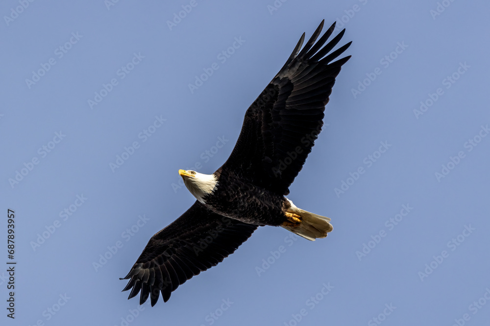 bald eagle in flight