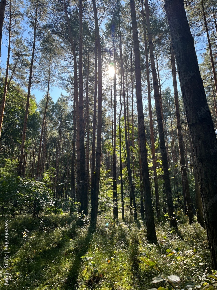 Obraz premium Polska złota jesień. Obcowanie z naturą. 