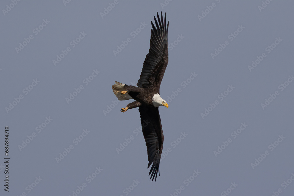 bald eagle in flight