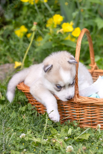 Cute Siberian husky puppy with blue eyes in basket