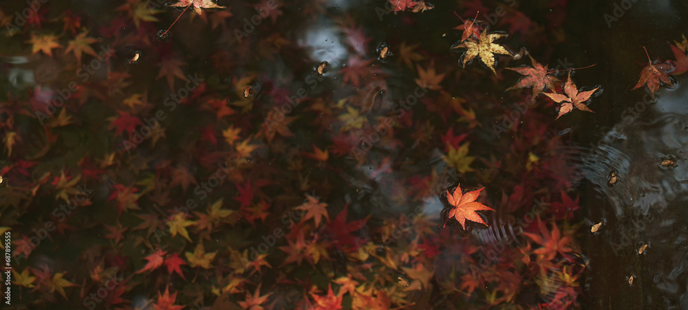 Maple leaves that fall into the water in autumn. Maple leaves that fall into the water in autumn.