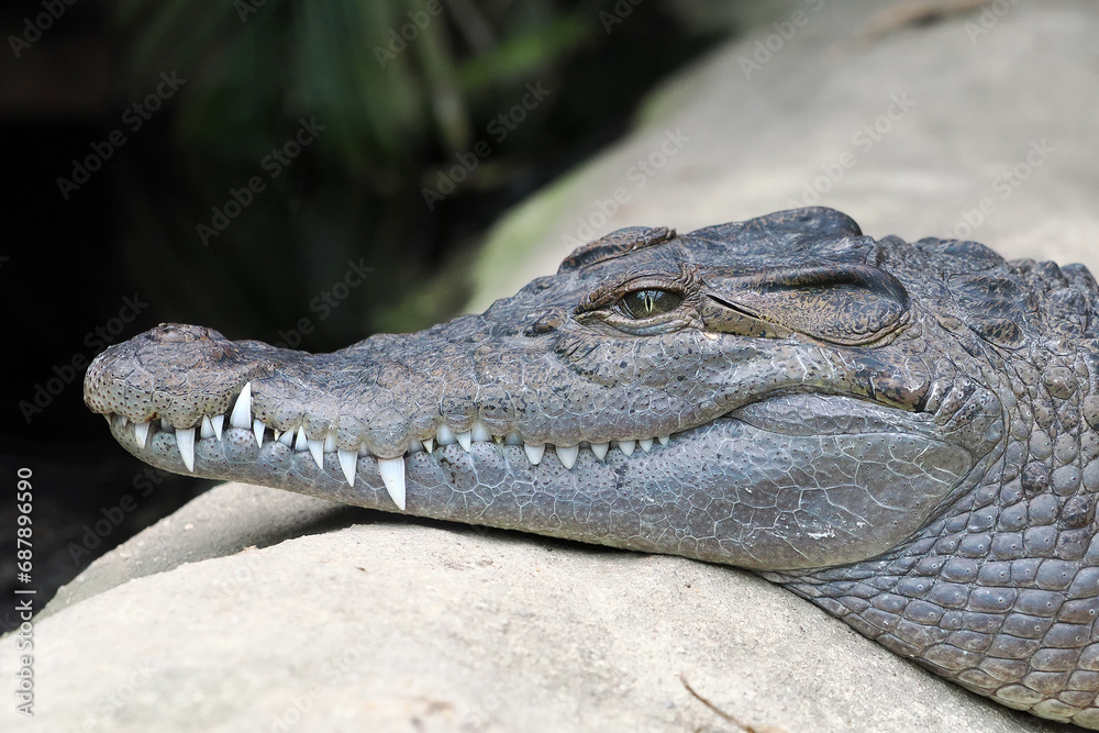 Fototapeta premium The Philippine crocodile (Crocodylus mindorensis), also known as the Mindoro crocodile, the Philippine freshwater crocodile, the bukarot, portrait.
