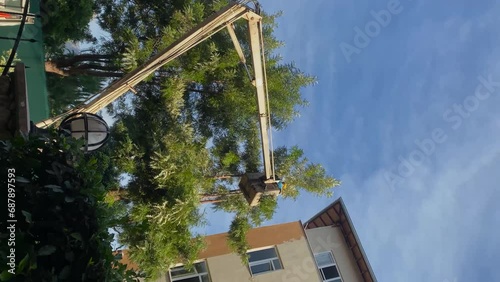Vertical video, city services cut off tree branches, worker trims green bushes at a summer sunny day near the building
