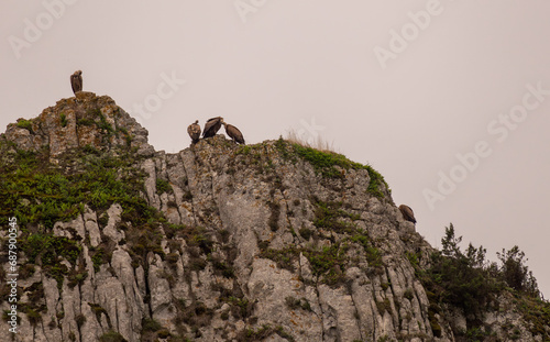 paysage de montagne avec sur les hauteurs de jolis vautours sauvages faisant leur toilette photo