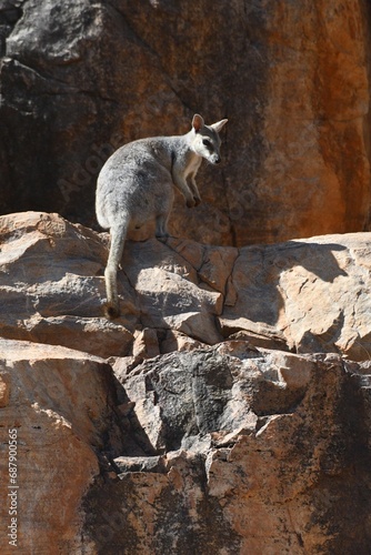 A rock wallaby is standing in profile on a sandstone ledge, with its tail hanging down over the rocks. The wallaby is grey, with white on its chest, and black tips on its tail and paws. 