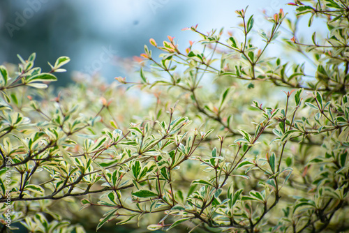 Terminalia neotaliala, the Madagascar almond tree, is a mid-sized tree in the leadwood tree family, Combretaceae. photo