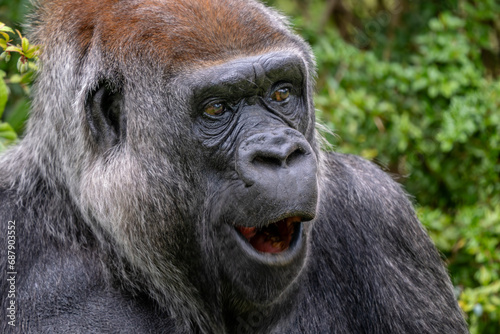 Western gorilla - Gorilla gorilla, iconic large critically endangered ape from African tropical forests, Gabon. © David