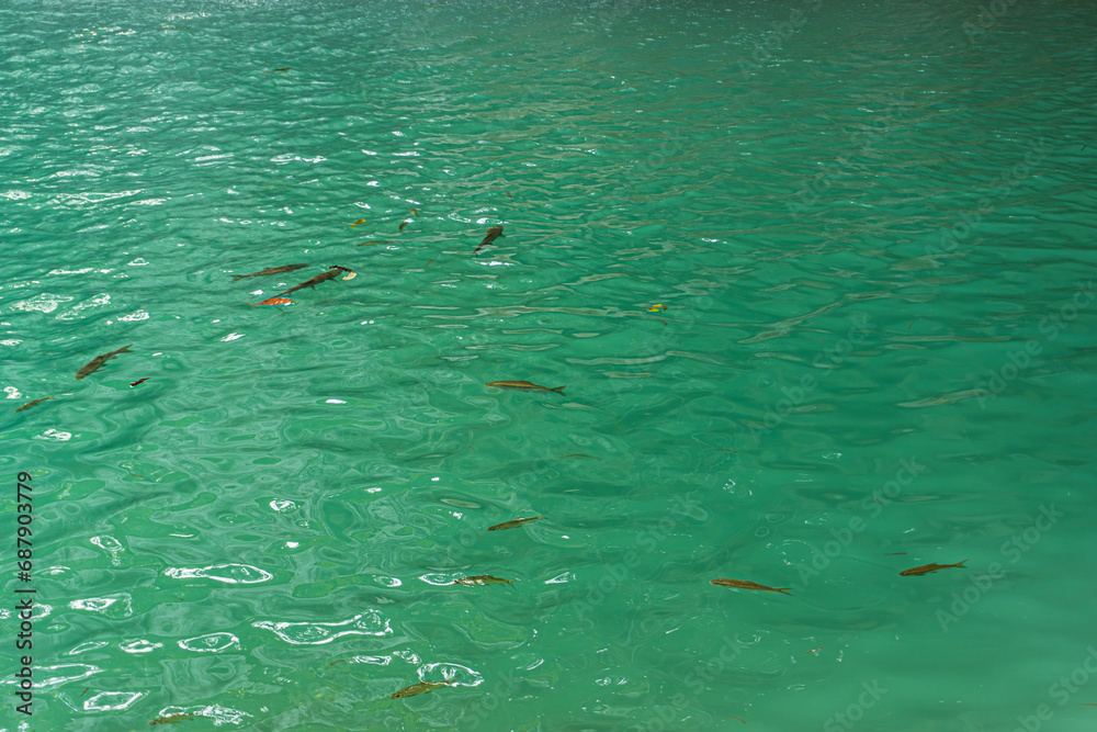 Flock of fish swimming in the green and turquoise water at Erawan waterfalls in Kanchanaburi, Thailand