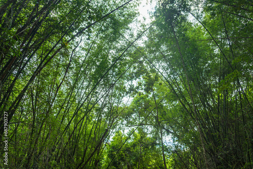 View of a bamboo forest in a bamboo grove from the ground, Kanchanaburi, Thailand