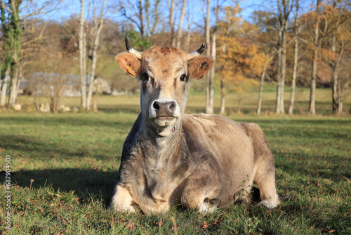 Portrait de vache assise et tirant la langue