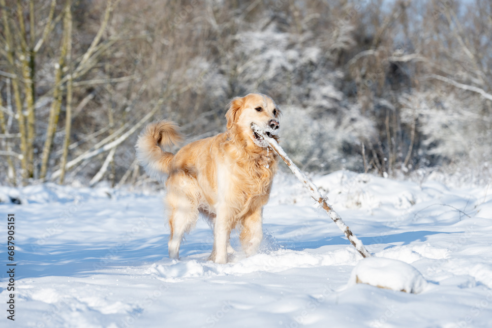 Golden Retriever Dog Plays With Stick In Winter Forest, Enjoying Snowy Fun Golden Retriever Dog Plays With Stick In Winter Forest, Enjoying Snowy Fun