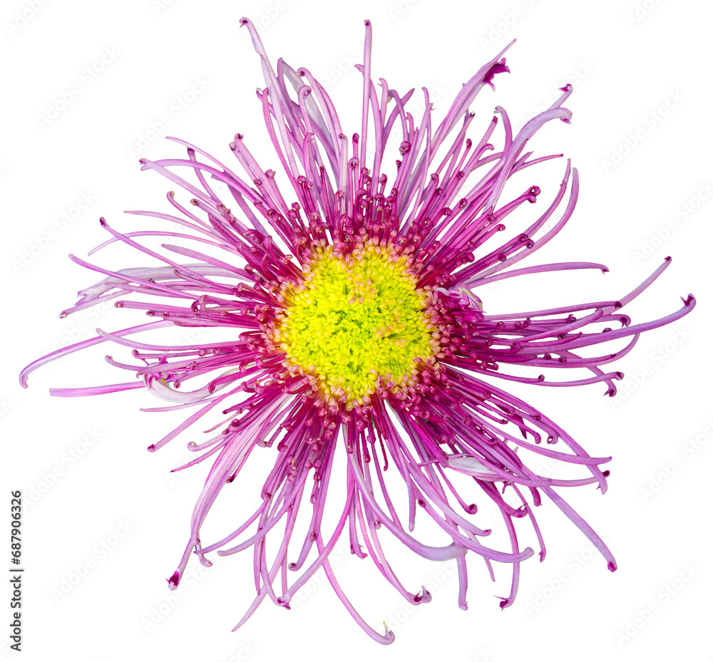 Top view of a purple and white flower with petals like radiant rays. Isolate a large flower with clipping path. Taipei Chrysanthemum Exhibition.