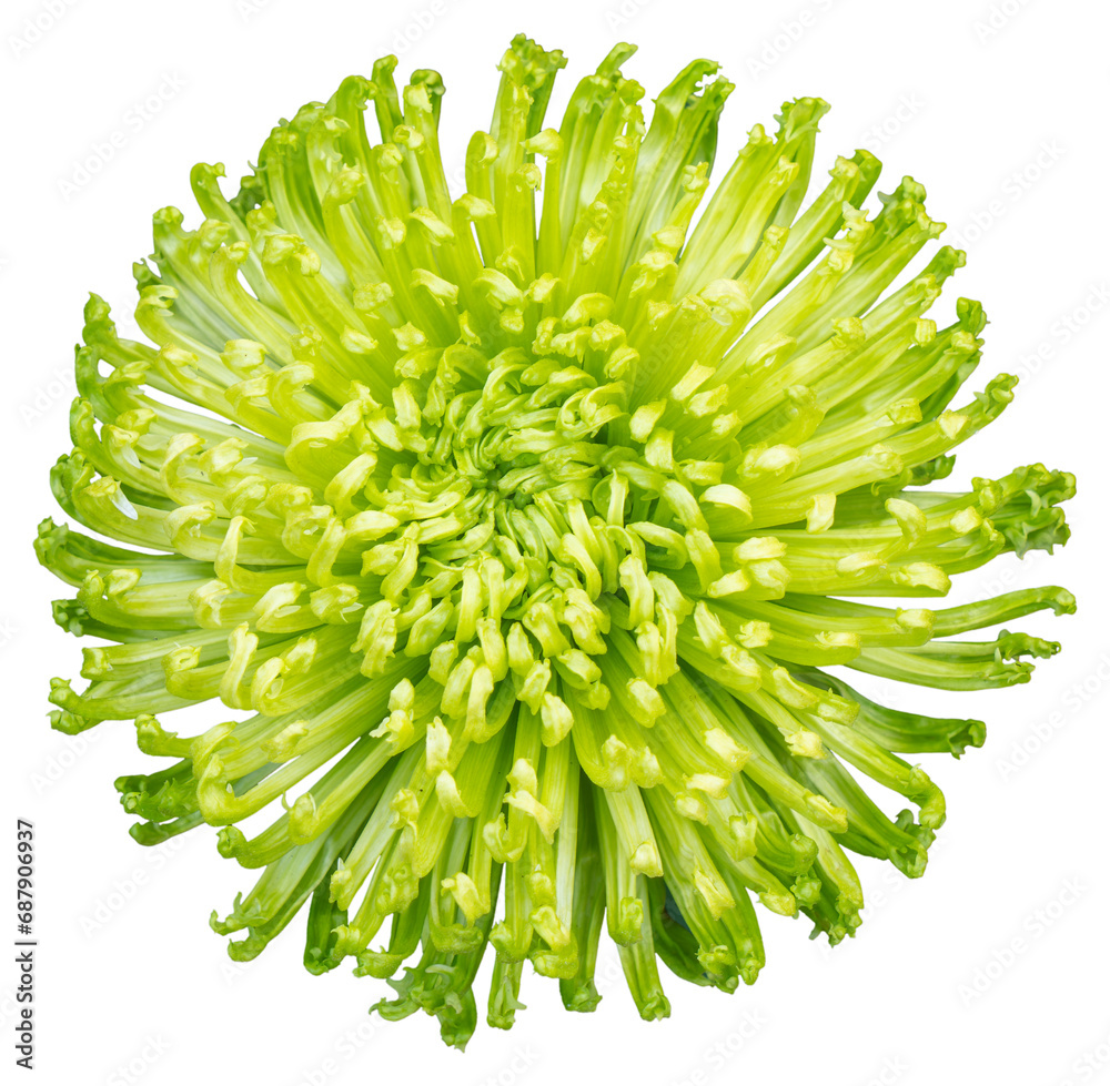 Fototapeta Top view of a green and white flower isolated on white background. Isolate a large flower with clipping path. Taipei Chrysanthemum Exhibition.