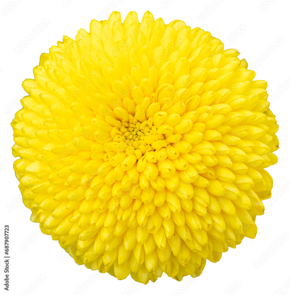 Top view of one yellow chrysanthemum flower isolated on white background. Isolate a large flower with clipping path. Taipei Chrysanthemum Exhibition. Top view of one yellow chrysanthemum flower isolated on white background. Isolate a large flower with clipping path. Taipei Chrysanthemum Exhibition.