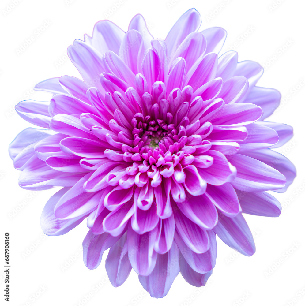 Top view of isolated purple, white and pink flowers on white background. Isolate a large flower with clipping path. Taipei Chrysanthemum Exhibition.