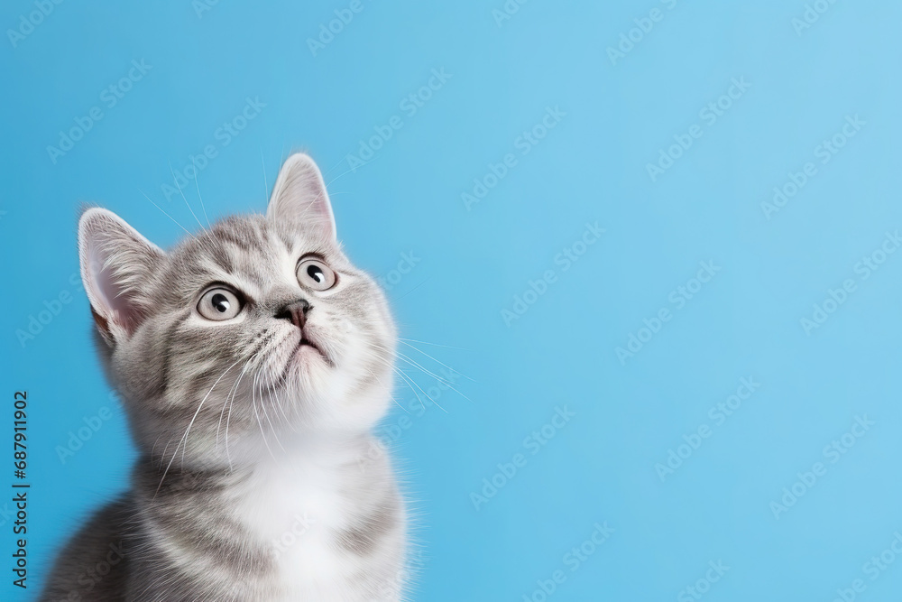 Cat looking up on solid blue background, cute banner, with empty copy space