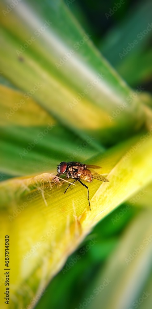 dragonfly on a leaf. It's my favorite click. dragonfly on a leaf. It's my favorite click.