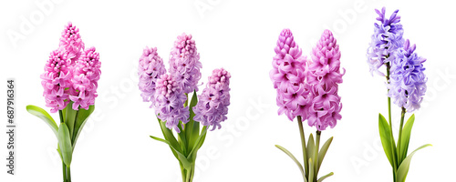 Purple and pink hyacinth, spring flowers, isolated or white background photo